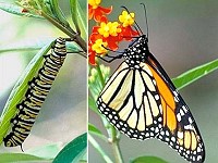 Caterpillar or Butterfly