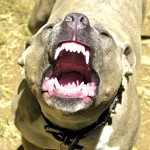 Tenants + Pitbulls