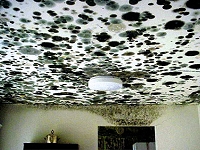 Toxic Black Mold